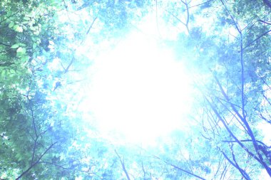 Ormandaki ağaç dallarının güneş ışığıyla soyut arkaplanı.