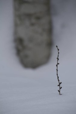 Kışın kuru bitki dalı