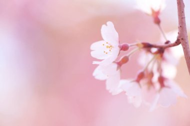 Renkli bahar çiçekleri güneş ışığında çiçek açıyor 