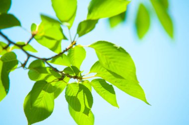 Ağaç dalında yeşil yapraklar ve mavi gökyüzü