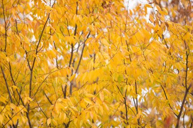 Sonbahar yaprakları, kapatın.