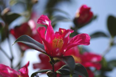 Bahçedeki güzel pembe tropikal çiçekler