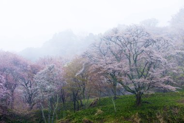 Ağaçlarda açan güzel bahar çiçekleri