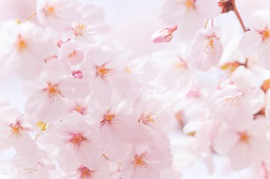 Kiraz çiçeklerine yakın çiçekler, güzel doğa.