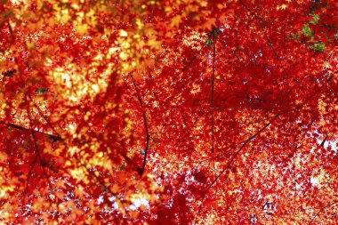 Parkta güneş ışığı altında renkli ağaçlar, sonbaharda doğa arka planı 