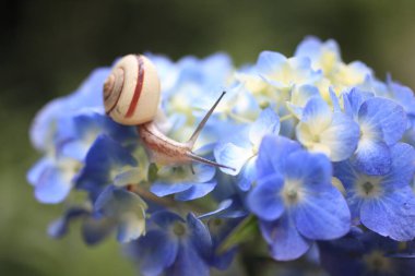 Mavi bir çiçekte sürünen bir salyangoz.