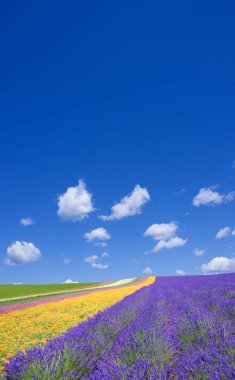 çiçek alan ve mavi gökyüzü bulutlu.