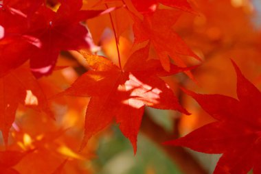 Parkta renkli sonbahar yaprakları 