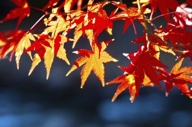 Sonbahar yaprakları, doğada bitki örtüsü