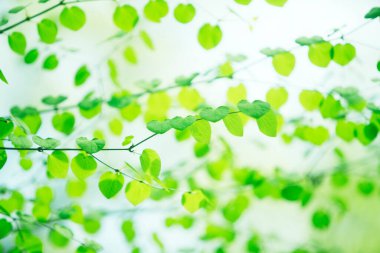 Ağaçta taze bahar yeşili yapraklar. Doğa arkaplanı