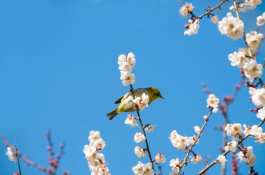 Bahçedeki beyaz kuş