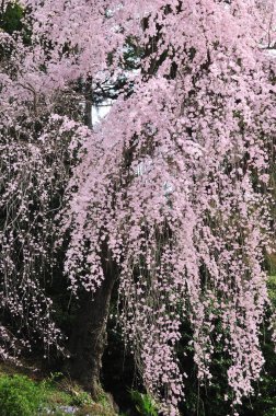 Japonya 'da güzel pembe sakura çiçekleri 