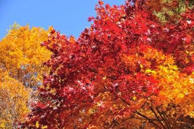 Parlak renkli sonbahar yaprakları, sonbahar bitkileri 