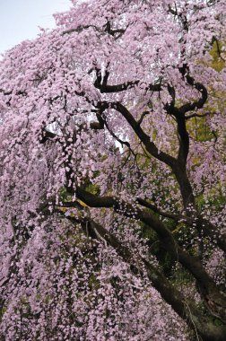 Japonya 'da güzel pembe sakura çiçekleri 