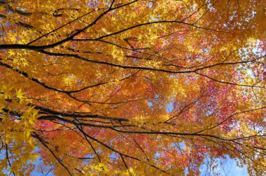 Sonbahar manzarası, ormandaki renkli akçaağaç yaprakları.
