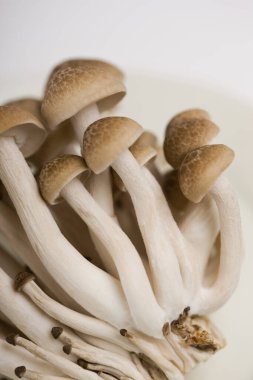 Ham mantar beyaz arka plan üzerinde izole yığını