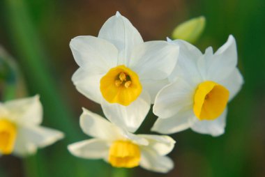 Bahçedeki beyaz nergisler