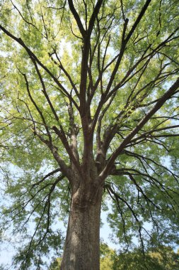 Ormanın güzel manzarası