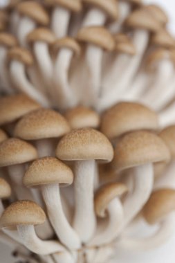 Japon Bunashimeji mantarlarının yakın görüntüsü