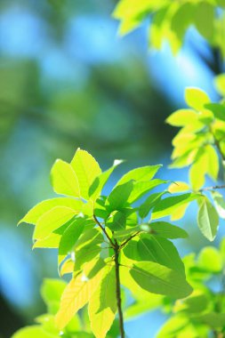 Ormanda yeşil yapraklar