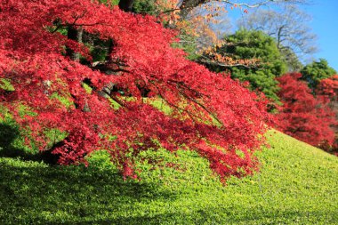 Parkta renkli sonbahar ağaçları, gündüz görüşü 