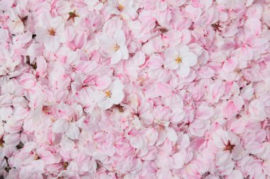 Japonya 'da kiraz çiçekleri 