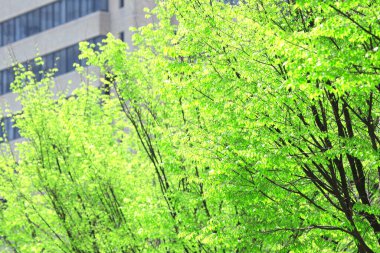 Bahçede yeşil yapraklar