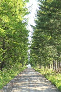 Yeşil bahar ağaçları boyunca toprak yol