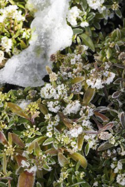 Karlı beyaz çiçekler
