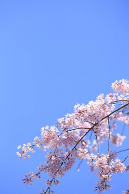 Mavi gökyüzünde güzel pembe sakura çiçekleri