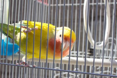 Arka plandaki kafeste küçük sarı papağan kuşu.