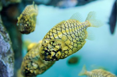 Akvaryumun berrak sularındaki tropikal deniz balıkları