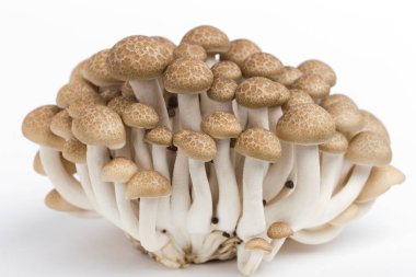 Beyaz masada taze Shimeji mantarları.