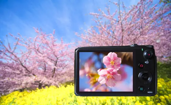 Camera Flowering Trees — Stock Photo, Image