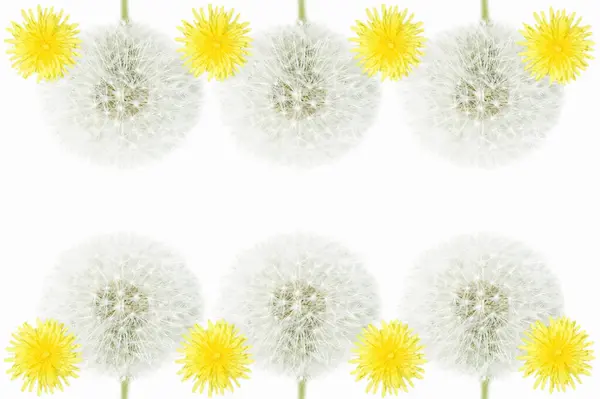 White Yellow Dandelions Isolated White Background — Stock Photo, Image