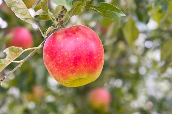 果樹園の木に赤い熟したリンゴ — ストック写真