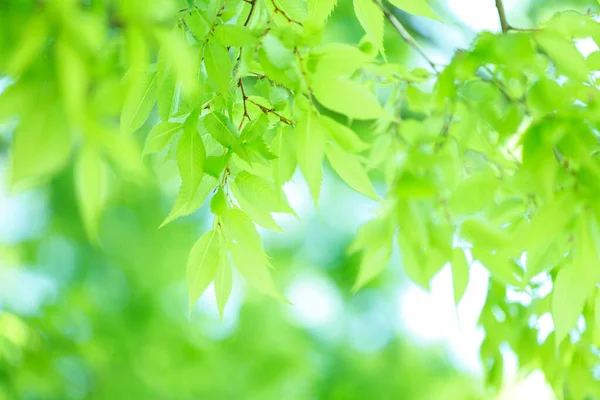 Свіже Весняне Зелене Листя Дереві Фон Природи — стокове фото