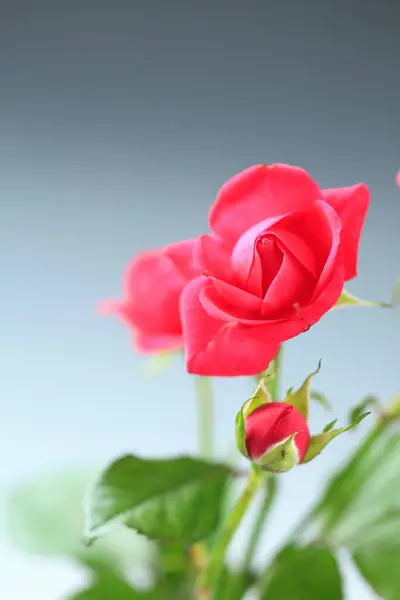 Roses Rouges Sur Fond Blanc — Photo