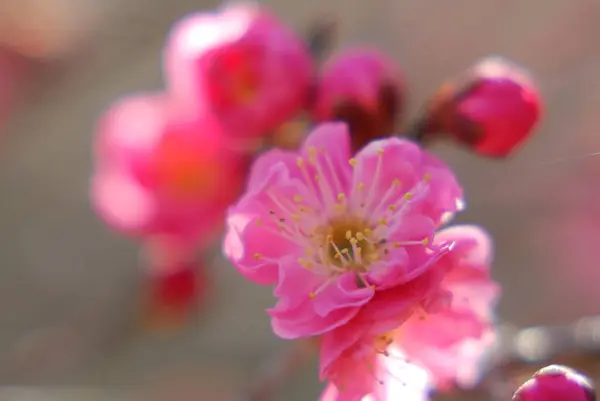 Άνθη Κερασιάς Όμορφο Φόντο Από Κοντά Θέα — Φωτογραφία Αρχείου