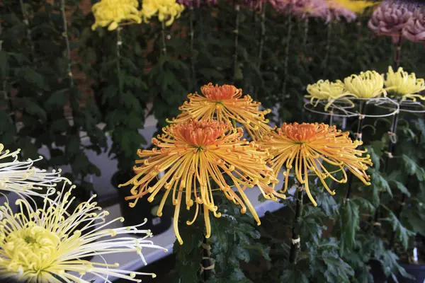 Όμορφα Λουλούδια Κοντινή Θέα Καλοκαιρινό Concept — Φωτογραφία Αρχείου