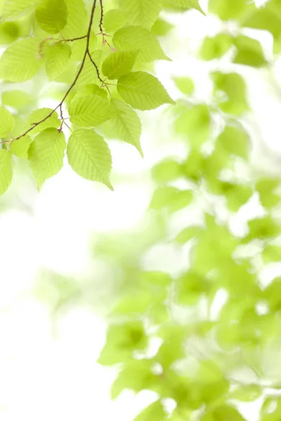 新しい春の緑の葉が木の上にあります 自然の背景 — ストック写真