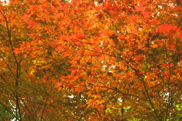 紅葉が美しい秋の風景 — ストック写真