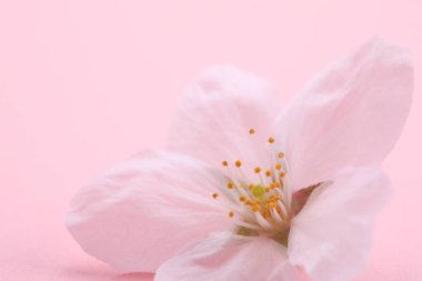 Renkli bahar çiçekleri güneş ışığında çiçek açıyor 