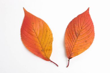 Beyaz arkaplanda parlak sonbahar yaprakları                 