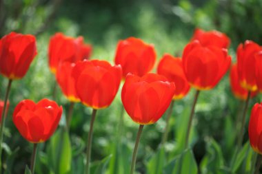 Bahçede büyüyen güzel kırmızı laleler