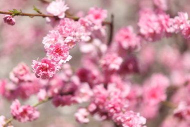Güzel çiçekler, yakın manzara, yaz konsepti.