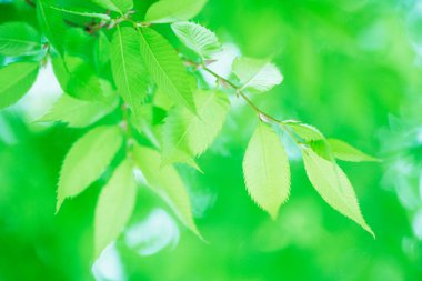 Ağaçta taze bahar yeşili yapraklar. Doğa arkaplanı