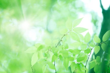 Ağaçta taze bahar yeşili yapraklar. Doğa arkaplanı