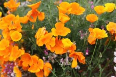 Bir tarlada bir demet portakal çiçeği