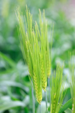 Genç yeşil mısır yaprakları tarlada.